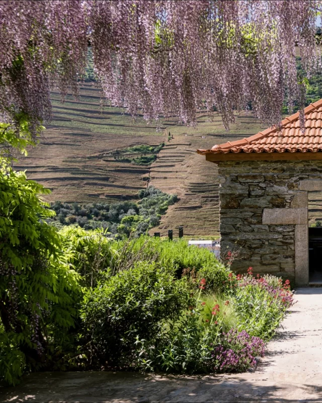 Spring at Quinta da Roêda 🌸 

Visit us and enjoy this beautiful time of the year in the Douro while tasting the finest Port wines 🍷 

//

A Primavera na Quinta da Roêda 🌸 

Visite-nos e desfrute desta bela época do ano no Douro enquanto prova os melhores vinhos do Porto 🍷

//

#CroftPort #QuintadaRoeda #Douro